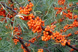 Seabuckthorn berries and powder from FINLAND